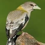 Sample 2 – Evening grosbeak