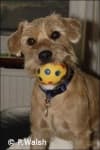 Sample 6 – Lakeland terrier