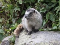 Sample 4 – Marmot