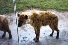 Sample 6 – Hyena