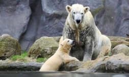 Sample 5 – Bear
