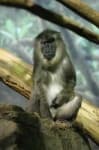 Sample 5 – Baboon