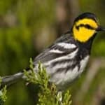 Sample 5 – Golden cheeked warbler