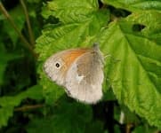 Sample 5 – Ringlet