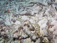 Sample 3 – Sea snake