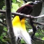 Sample 23 – Bird of paradise bird