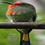 Sample 1 – Red bearded bee eater