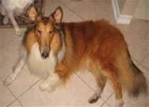 Sample 3 – Collie