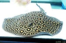 Sample 5 – Electric ray
