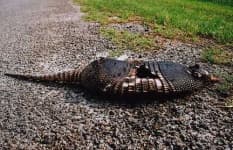 Sample 6 – Armadillo