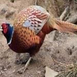 Sample 3 – Ring necked pheasant
