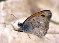 Sample 3 – Lycaenid