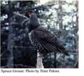 Sample 3 – Black grouse