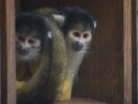 Sample 1 – Squirrel monkey