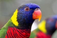 Sample 6 – Lory