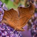 Sample 24 – Mark butterfly