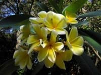 Sample 2 – Frangipani