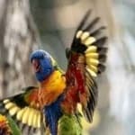 Sample 5 – Rainbow lorikeet