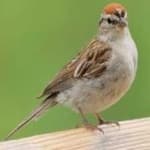 Sample 3 – Chipping sparrow