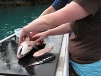 Sample 4 – Coho