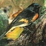 Sample 2 – American redstart