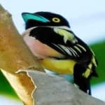 Sample 7 – Black yellow broadbill