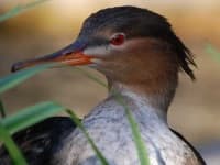 Sample 3 – Red breasted merganser