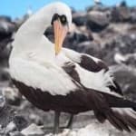 Sample of Masked booby