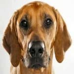 Sample of Rhodesian