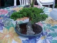 Sample 1 – Bonsai
