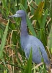 Sample 3 – Little blue heron