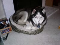 Sample 2 – Siberian husky