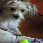 Sample 1 – Yorkie