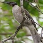 Sample 2 – Noisy friarbird
