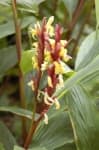 Sample 1 – Cautleya spicata
