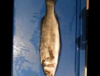 Sample 1 – Sea bass