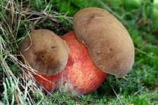 Sample 4 – Boletus
