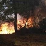 Sample 5 – Wildfire
