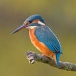Kingfisher image dataset preview