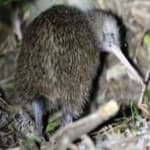 Sample 6 – Bird kiwi