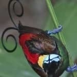 Sample 4 – Wilsons bird of paradise