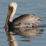 Sample 1 – Pelican