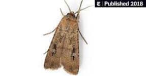 Sample 3 – Moth