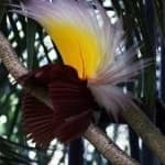 Sample 6 – Bird of paradise bird