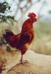 Sample 4 – Rooster