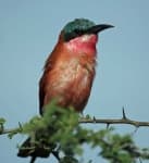Sample 3 – Bee eater