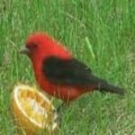 Sample of Scarlet tanager