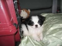 Sample 4 – Japanese chin