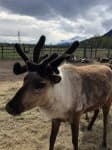 Sample 4 – Reindeer