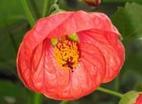 Sample 4 – Camellia